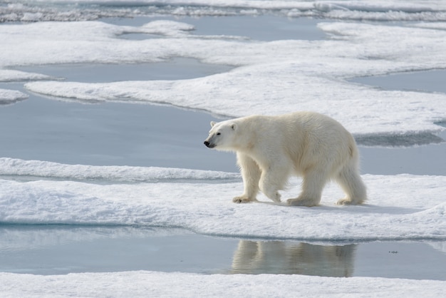 Wild Polar bear  on pack ice in Arctic