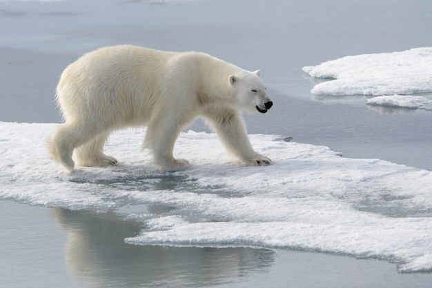 Wild polar bear on pack ice in Arctic