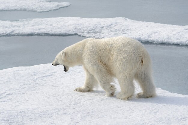 Wild polar bear on pack ice in Arctic