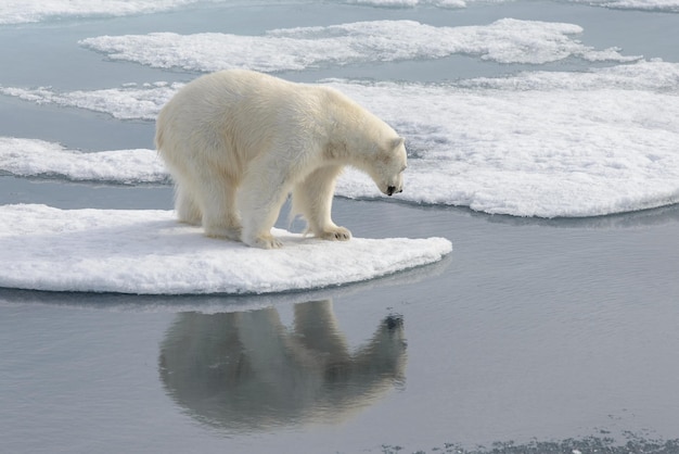 Wild polar bear on pack ice in Arctic