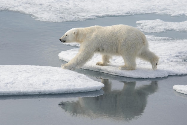 Wild polar bear on pack ice in arctic