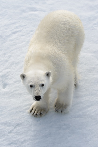 Foto orso polare selvaggio su impacco di ghiaccio nell'artico