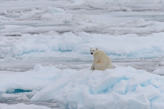 Foto orso polare selvaggio che si siede sul ghiaccio del pacchetto
