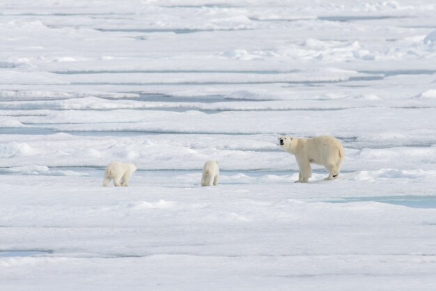 Foto orso polare selvaggio (ursus maritimus) madre e cucciolo sul ghiaccio del branco