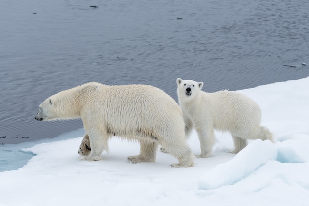 Wild polar bear (Ursus maritimus) mother and cub on the pack ice