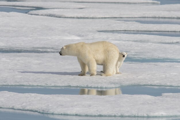 Wild polar bear Ursus maritimus mother and cub on the pack ice