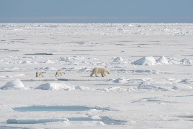 Wild polar bear Ursus maritimus mother and cub on the pack ice