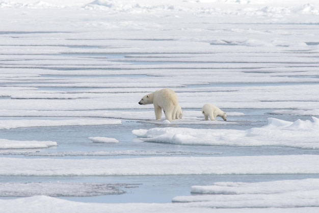 Wild polar bear Ursus maritimus mother and cub on the pack ice