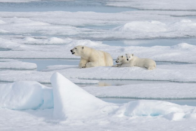 Photo wild polar bear (ursus maritimus) mother and cub on the pack ice