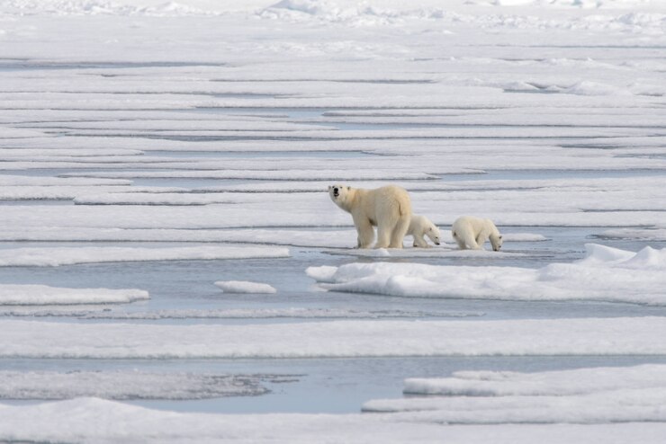 野生のホッキョクグマ（Ursus maritimus）母と子の氷の上