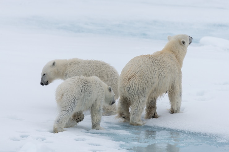 Photo 팩 얼음에 야생 북극곰 (우수 스 maritimus) 어머니와 쌍둥이 새끼