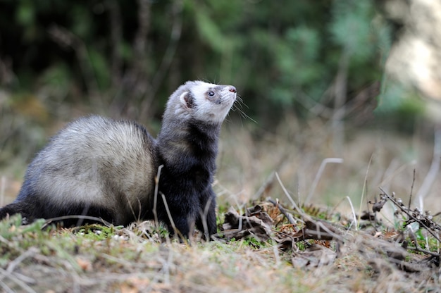 Wild polecat in forest