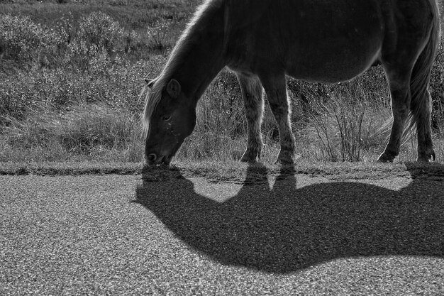 Photo wild pony grazing on field