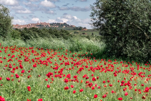 Wild Poppies in a Field in Tuscany