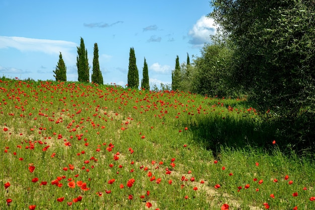 Wild Poppies in a field in Tuscany