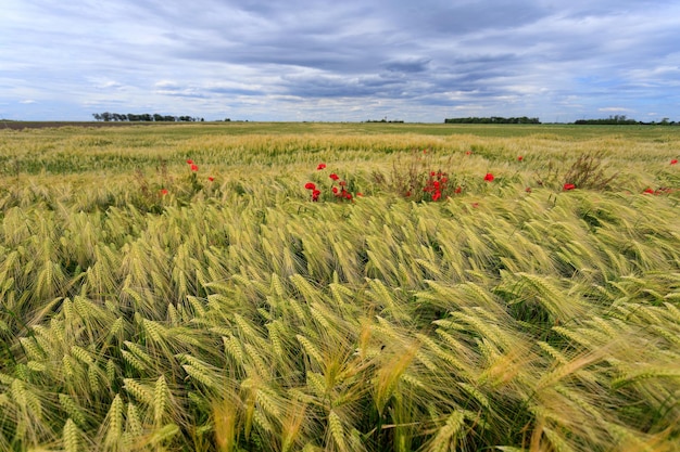 Wild poppies in a field of wheat against the background of the sky with clouds Ukrainian field Shallow depth of field