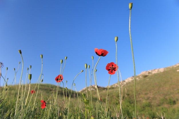 Wild poppies of Opuk