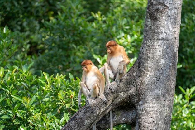 Wild Proboscis monkey or Nasalis larvatus, in rainforest of Borneo, Malaysia