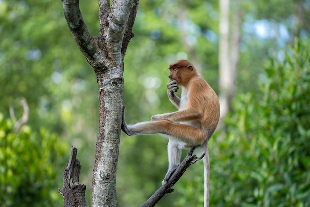 Foto scimmia proboscide selvaggia o larvatus di nasalis, in foresta pluviale del borneo, la malesia