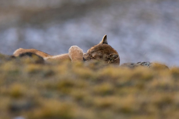 Wild Puma with a hand on his eyes Torres del Paine National Park Patagonia Chile