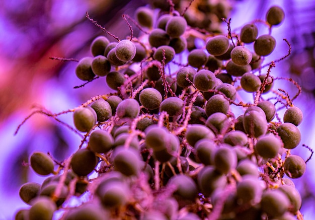 Wild purple fruits resembling atoms flying or floating in the water