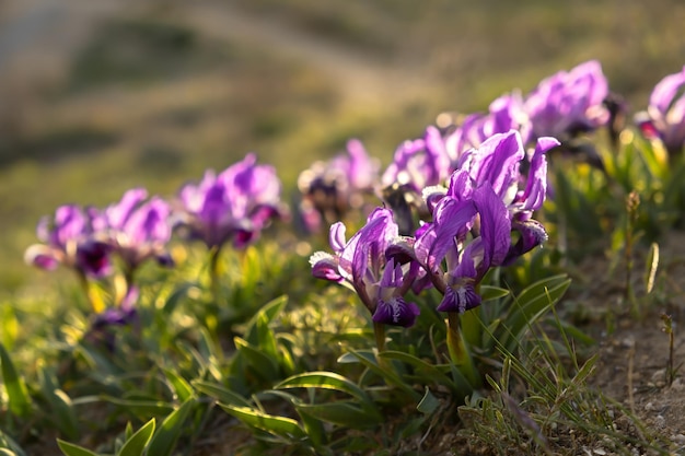 Wild purple iris pumila blooms in the meadow