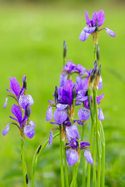 Wild purple irisis, shallow deep of field, growth on the field