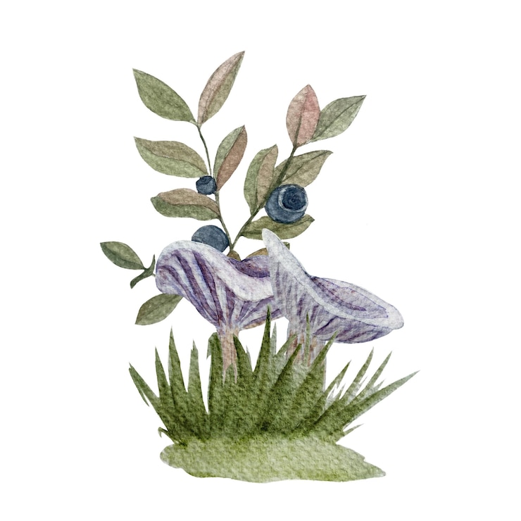 Photo wild purple mushrooms with a blueberry sprig watercolor composition isolated on white collybia nuda