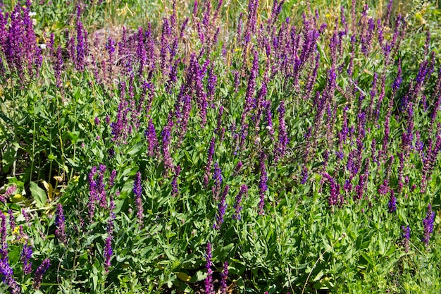 Wild purple salvia flowers on the meadow