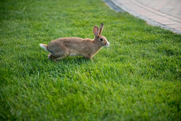 Wild rabbit in a green meadow. Brown Hare