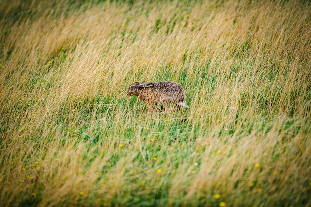 wild rabbit in meadow wild hare wild rabbit in a field animals wild rabbit animals in natural