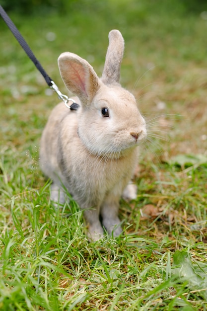 Wild rabbit in an urban park.Red rabbit on green grass. Home decorative rabbit outdoors. Little bunny. Rabbit with open mouth is yawning. easter bunny.Easter Bunny in the meadow