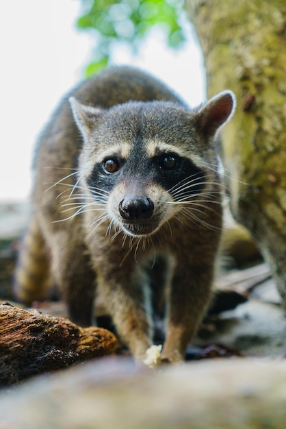 Wild Raccoon in a jungle