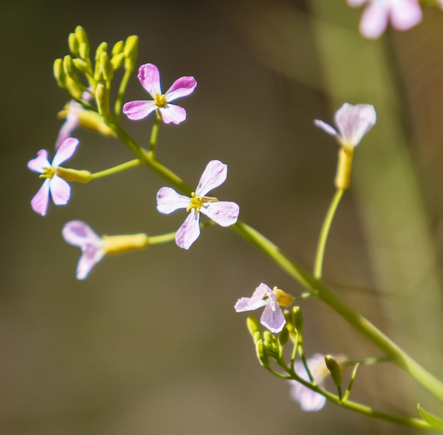 Wild radish