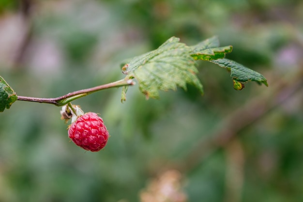 wild raspberries on a branch