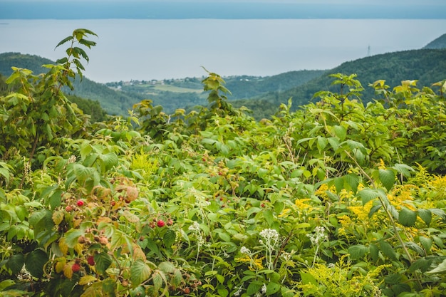 Wild raspberry on beautiful landscape