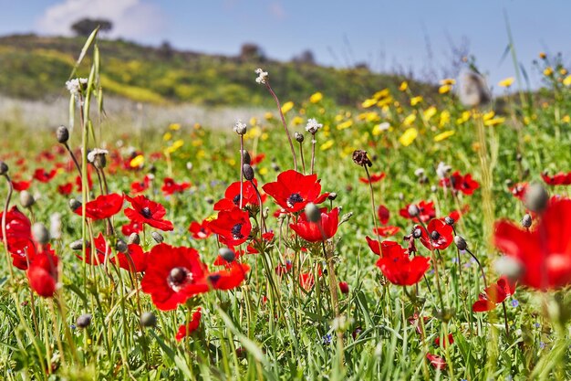 Fiori di anemone rosso selvatico sbocciano tra l'erba verde nel prato splendido paesaggio in fiore primaverile nella riserva del parco nazionale israele meridionale