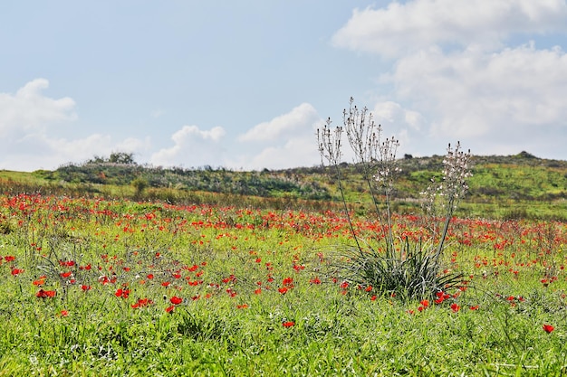 Дикие красные цветы анемона цветут среди зеленой травы на лугу Великолепный весенний цветущий пейзаж в заповеднике национального парка Южного Израиля
