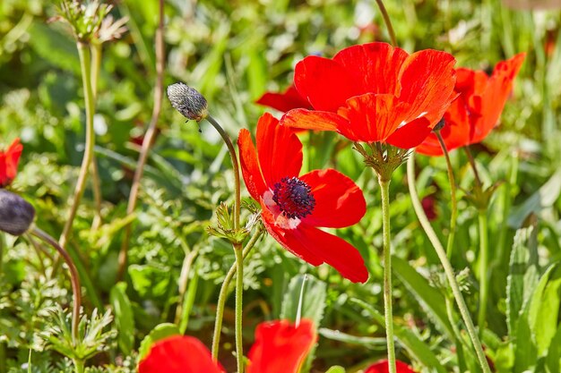 Wild red anemone flowers blooms closeup in spring Desert of the Negev Southern Israel