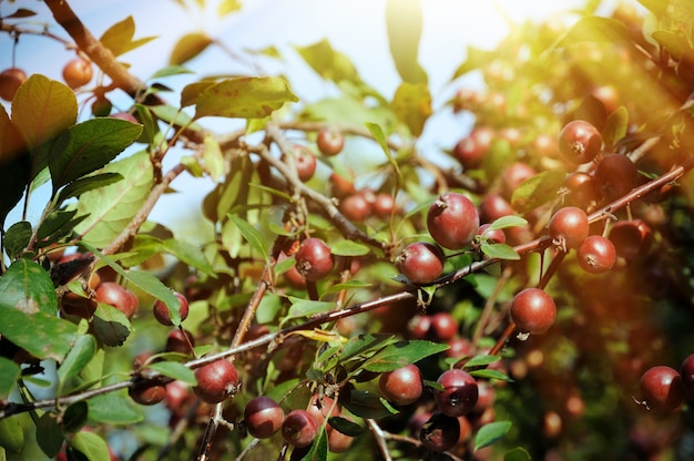 Wild red apples on a branch.