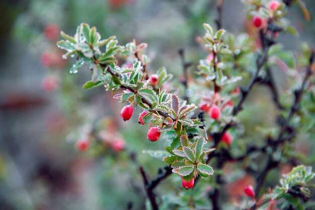 Photo wild red berries grow in the forest on the bush