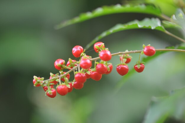 Wild red berries Rivina humilis