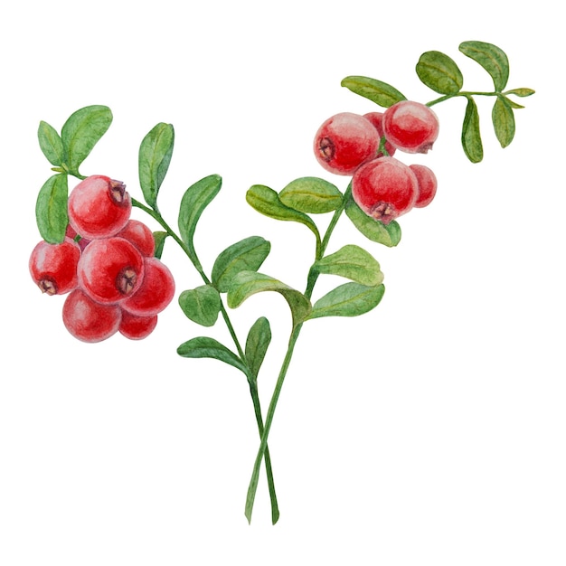 Photo wild red berries watercolor hand drawn botanical realistic illustration forest cranberry branch