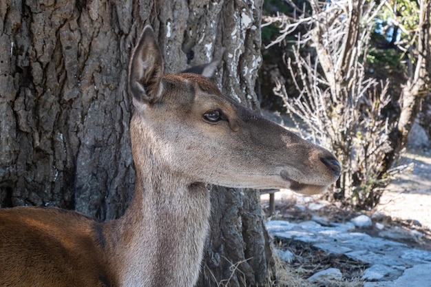 Parnitha 숲 산 그리스에서 야생 붉은 사슴 Cervus elaphus 흐림 배경