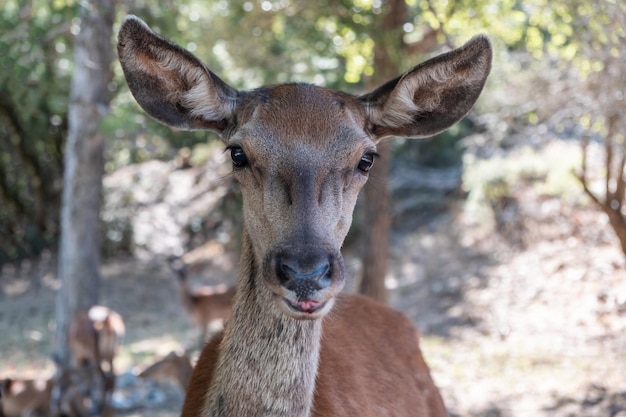 Parnitha 숲 산 그리스에서 야생 붉은 사슴 Cervus elaphus 흐림 배경