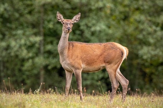 Cervi rossi selvatici posteriori su una foresta