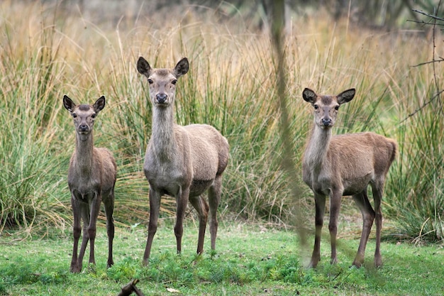 메솔라 자연 보호 구역(Mesola Nature Reserve) 공원 페라라 이탈리아(Ferrara Italy)의 야생 붉은 사슴 이것은 이탈리아 영토의 마지막 보호종인 메솔라 사슴(Mesola Deer)입니다. 강아지가 있는 암컷 보호 야생 동물 개념