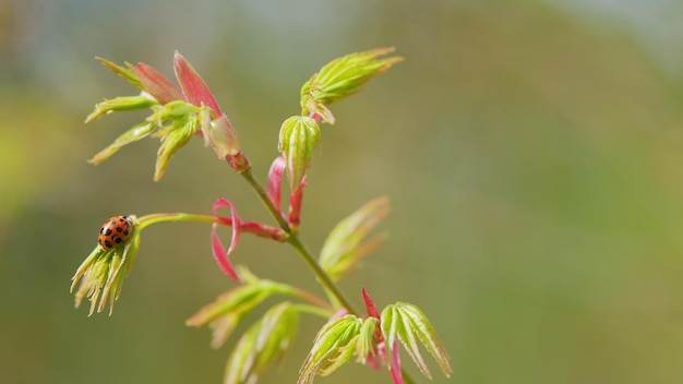 Wild red ladybug on green leaves of japanese maple trees that are blooming at the beginning of