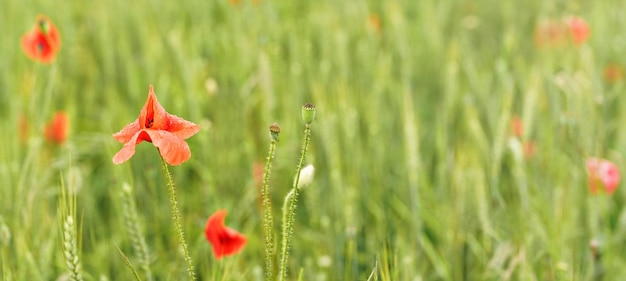 Wild red poppies growing in green unripe wheat field, wide photo, space for text - blurred background - on right side