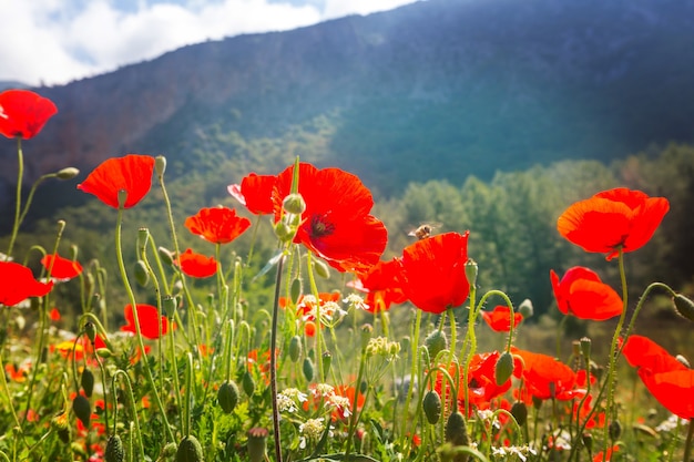 Wild red poppies on the meadow in sunny day. Decorated with light spots.